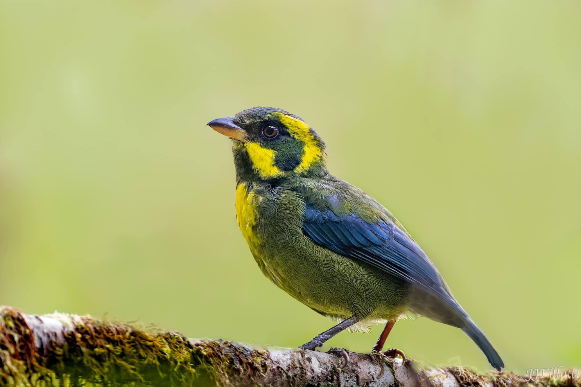 bird of colombia image 80